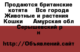 Продаются британские котята  - Все города Животные и растения » Кошки   . Амурская обл.,Серышевский р-н